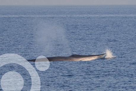 Ballenas, orcas, cachalotes y delfines en El Estrecho rocual común
