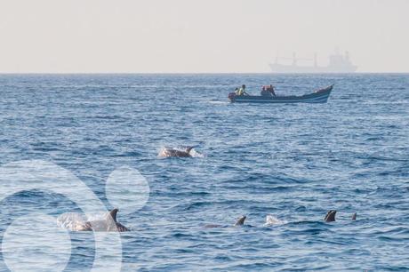 Ballenas, orcas, cachalotes y delfines en El Estrecho delfin listado