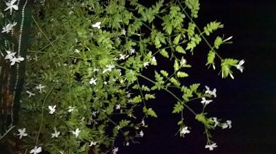FIDEOS FRITOS CON SETAS Y SOLOMILLO DE CERDO