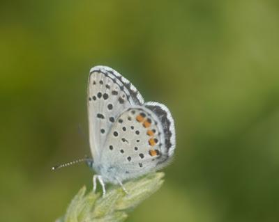 La joya azul del brezal