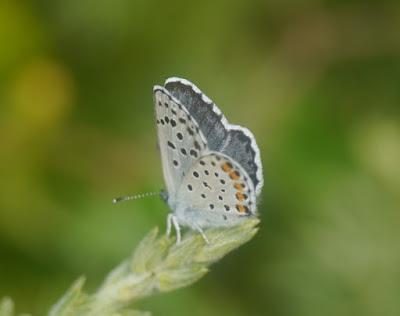 La joya azul del brezal