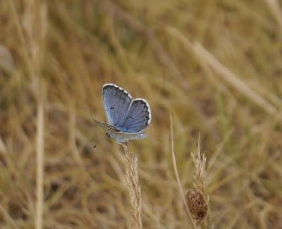 La joya azul del brezal