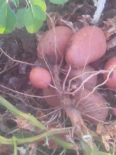 Recolección de las patatas