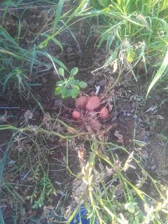 Recolección de las patatas