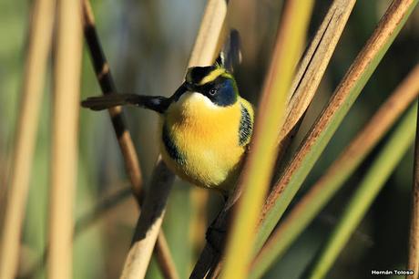 Encuentro cercano con el sietecolores