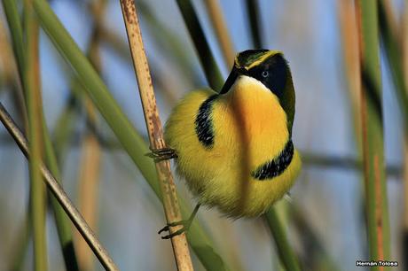 Encuentro cercano con el sietecolores