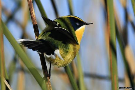Encuentro cercano con el sietecolores