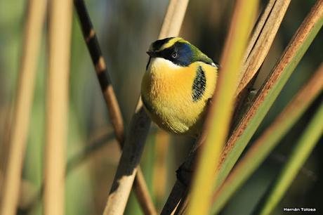 Encuentro cercano con el sietecolores