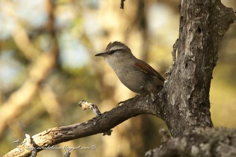 Curutié blanco (Stripe-crowned Spinetail) Cranioleuca pyrrhophia