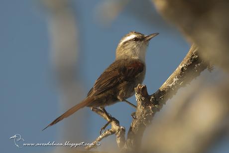 Curutié blanco (Stripe-crowned Spinetail) Cranioleuca pyrrhophia