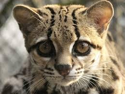 Descubre el significado de soñar con un ocelote. sueño con un ocelote