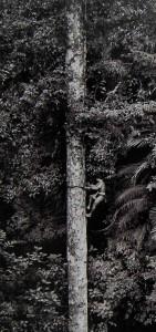 Salgado_durian_detalle