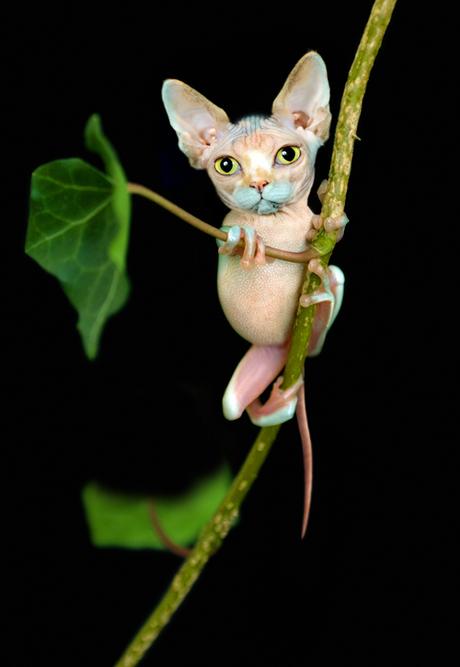 mutaciones_photoshop