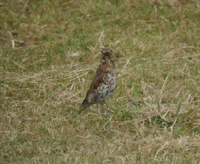 Joven de zorzal común