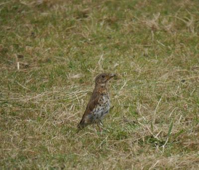 Joven de zorzal común