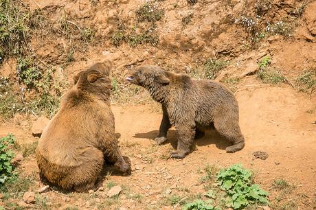 Parque de la Naturaleza de Cabárceno