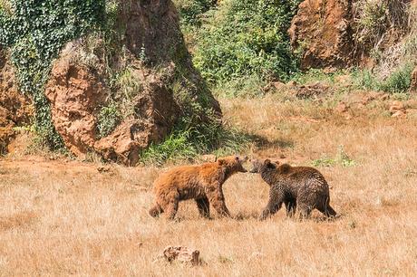 Parque de la Naturaleza de Cabárceno