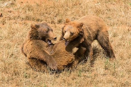 Parque de la Naturaleza de Cabárceno