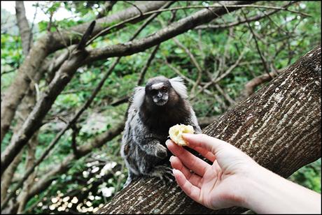 Educar es guiar, no amaestrar