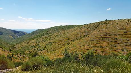 Hvar, la isla lavanda