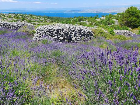 Hvar, la isla lavanda