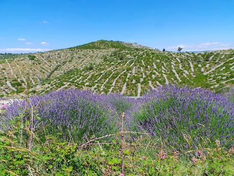 Hvar, la isla lavanda