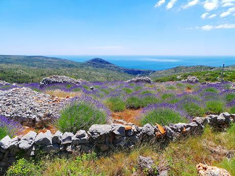 Hvar, la isla lavanda