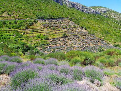 Hvar, la isla lavanda