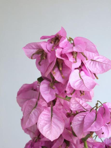 cómo limpiar una damajuana