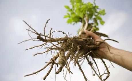 Review L'occitane Angelica