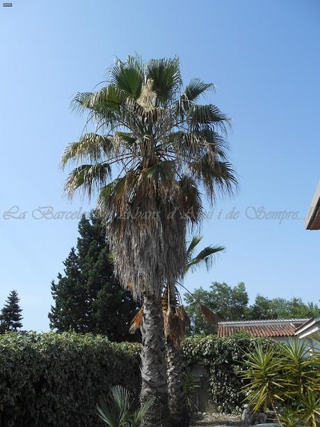 UN DÍA DE PISCINA,A LA BARCELONA D' ABANS, D' AVUI I DE SEMPRE...20-07-2015...!!!