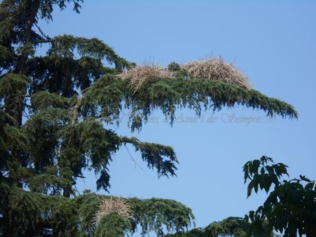 UN DÍA DE PISCINA,A LA BARCELONA D' ABANS, D' AVUI I DE SEMPRE...20-07-2015...!!!