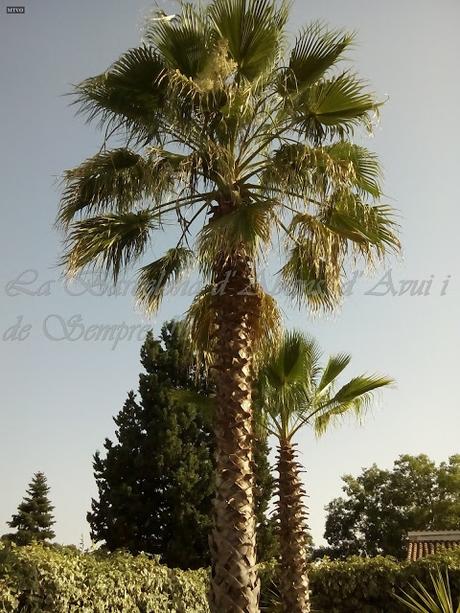 UN DÍA DE PISCINA,A LA BARCELONA D' ABANS, D' AVUI I DE SEMPRE...20-07-2015...!!!