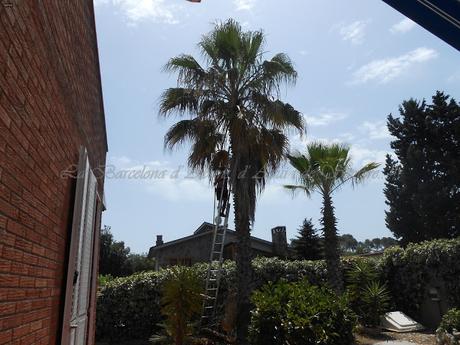 UN DÍA DE PISCINA,A LA BARCELONA D' ABANS, D' AVUI I DE SEMPRE...20-07-2015...!!!