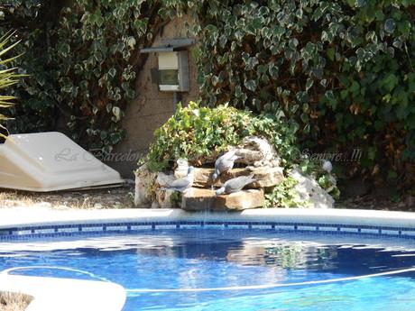 UN DÍA DE PISCINA,A LA BARCELONA D' ABANS, D' AVUI I DE SEMPRE...20-07-2015...!!!