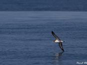 Calma chicha pardelas migración