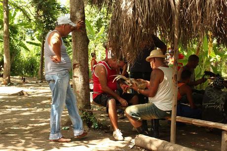 peleas-de-gallos-en-cuba-diego-cobo-1