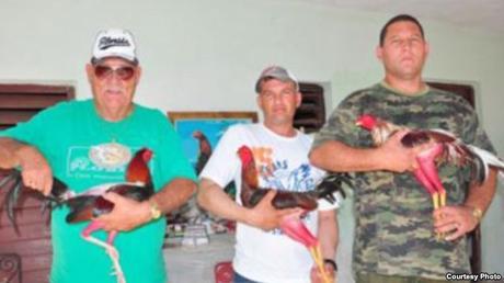 Ahora los galleros pueden ser exitosos y socialmente aceptados en Cuba.