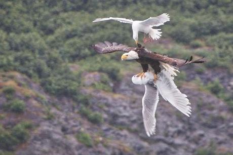 Un águila batalla contra dos gaviotas