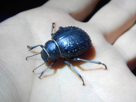 Escarabajo negro en desierto del Sahara (Marruecos)