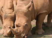 Cabárceno: Rinocerontes