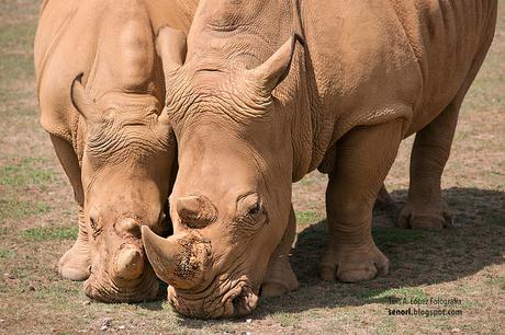Cabárceno: Rinocerontes