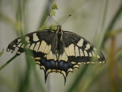 Macaón, 2ª generación.