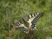 Macaón, generación.