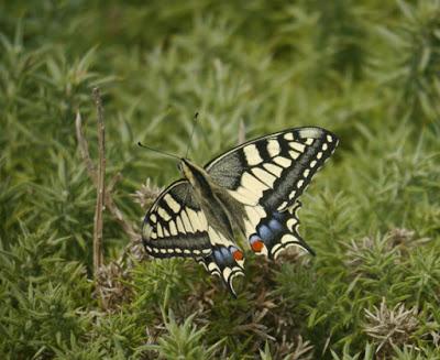 Macaón, 2ª generación.