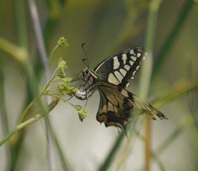 Macaón, 2ª generación.