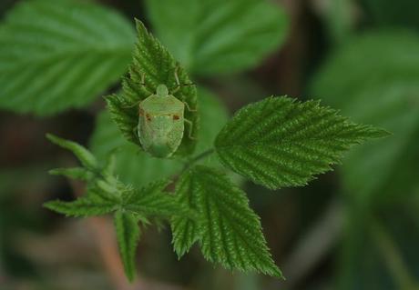 Chinche verde (Nezara viridula) parasitada por ácaros.