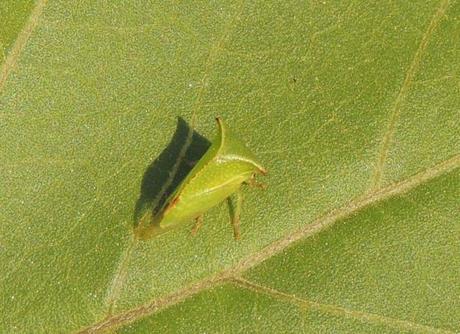 Stictocephala bisonia