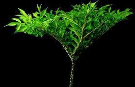 konjac21 Fibra de konjac para adelgazar y limpiar la piel