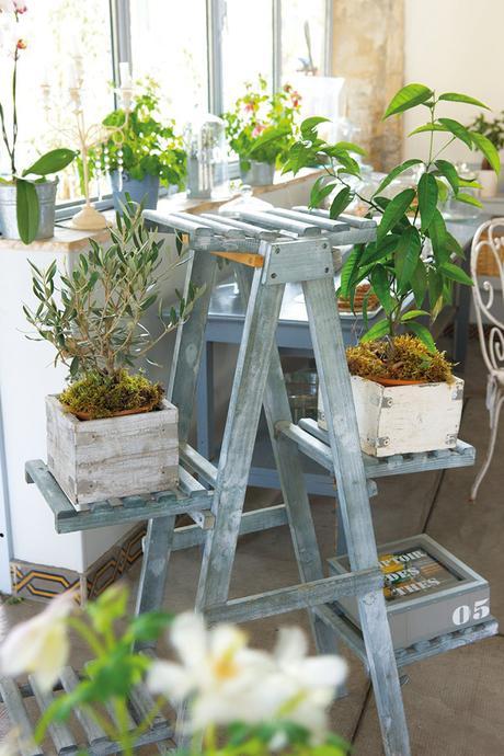 tips-deco-5-maneras-decorar-con-plantas